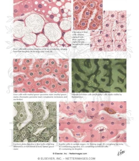 Watermarked preview of labeled image: Cellular Elements of Liver