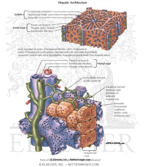 Hepatic Architecture