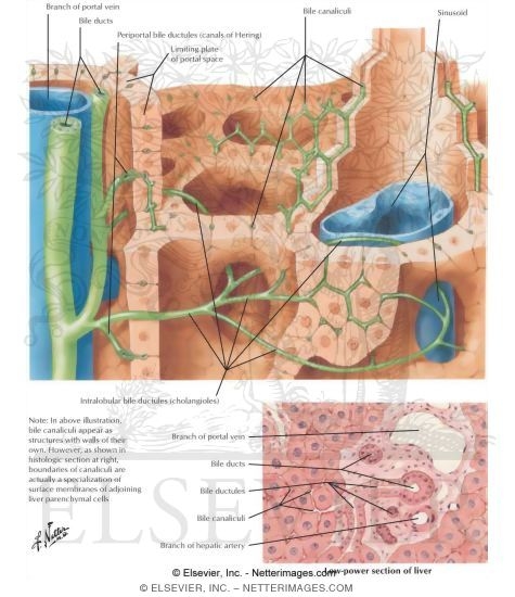 Watermarked preview of labeled image: Intrahepatic Biliary System
