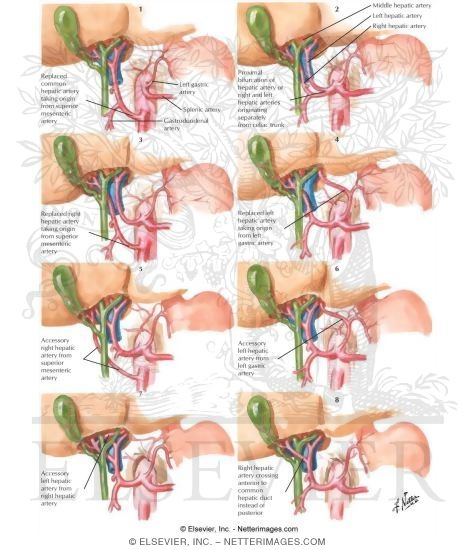 Blood Supply of Stomach and Duodenum