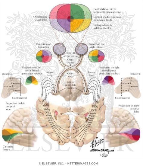 Optic Radiations