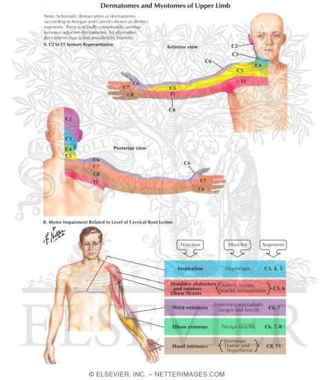 Dermatomes and Myotomes of Upper Limb