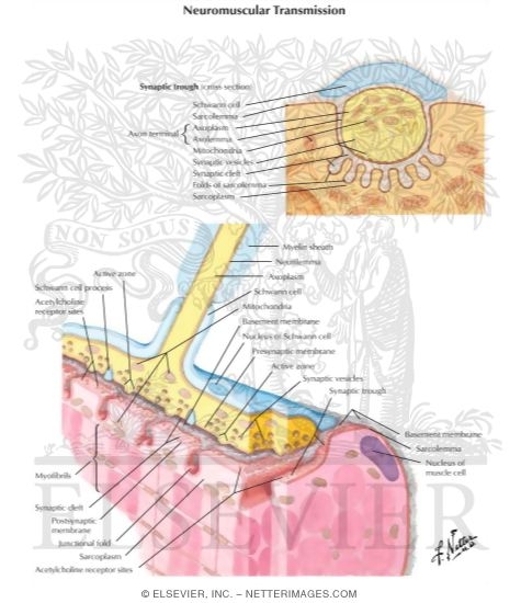 Watermarked preview of labeled image: Neuromuscular Neurotransmission