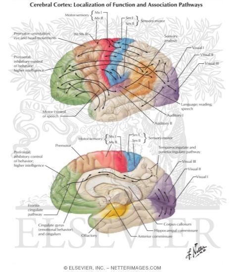 Cerebral Cortex: Localization of Function and Association Pathways