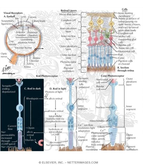 Watermarked preview of labeled image: The Retina and Photoreceptors