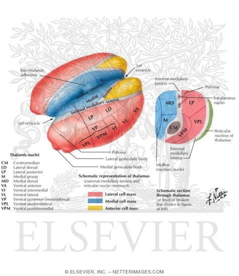 Thalamic Nuclei