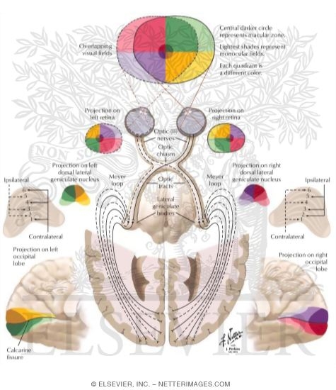 Visual Pathways: The Retino, Geniculo, and Calcarine Pathway