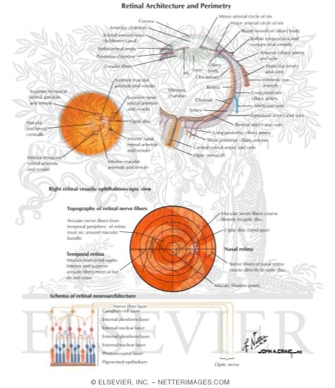 Watermarked preview of labeled image: Retinal Architecture and Perimetry