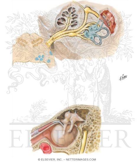 Watermarked preview of unlabeled image: Facial Nerve: Intracranial Course