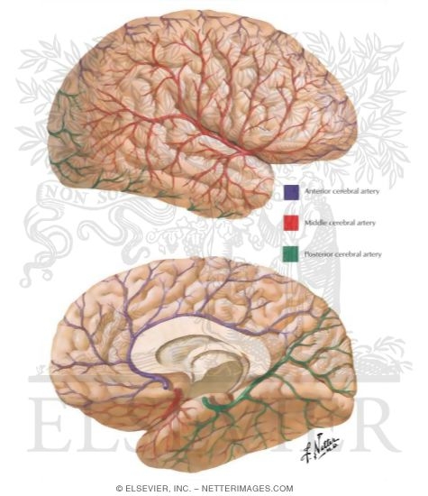 Blood Supply of the Brain