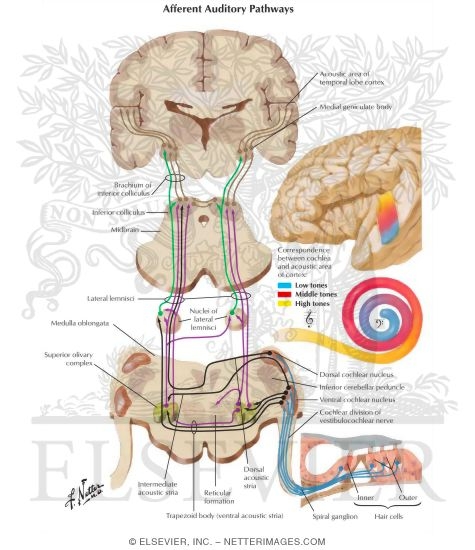 Afferent Auditory Pathways
