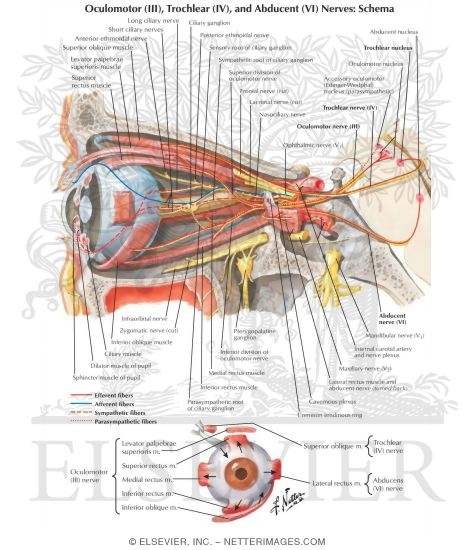 Watermarked preview of labeled image: Oculomotor (III), Trochlear (IV) and Abducens (VI) Nerves and Ciliary Ganglion 
Extrinsic Eye Muscles
Oculomotor (III), Trochlear (IV)  and Abducent Nerves (VI): Schema