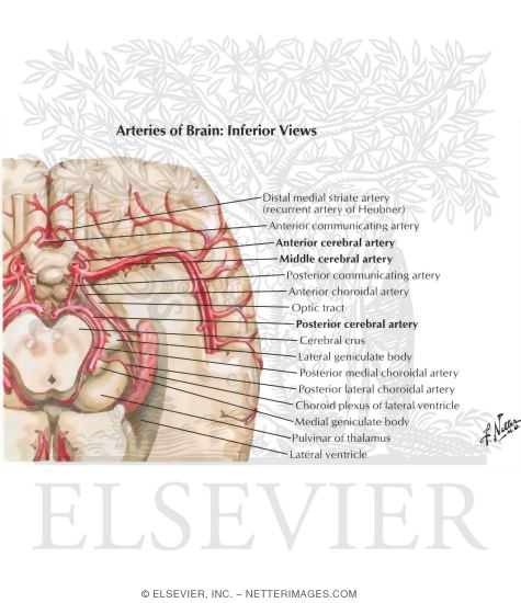 Watermarked preview of labeled image: Arteries of Brain: Inferior Views