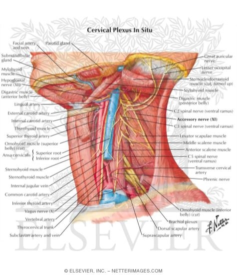 Watermarked preview of labeled image: Cervical Plexus In Situ