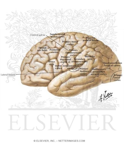 Watermarked preview of labeled image: Lateral View of the Forebrain: Brodmann Areas