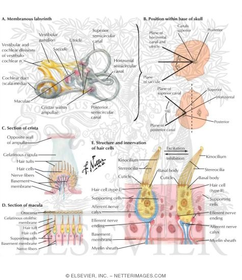 Vestibular Receptors