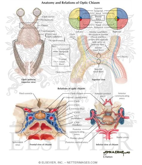 Anatomy and Relations of Optic Chiasm
