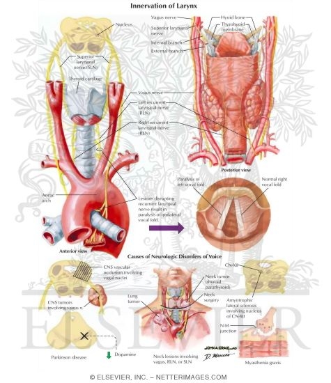 Innervation of Larynx
