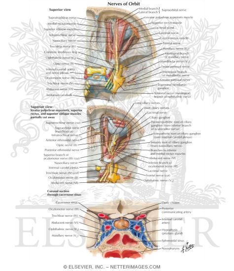 Nerves of Orbit