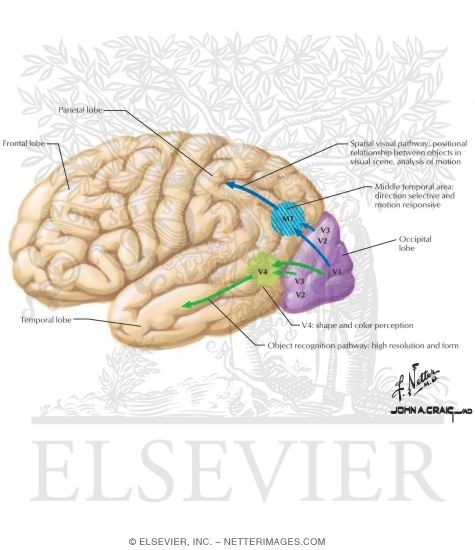 Watermarked preview of labeled image: Visual Pathways In Parietal and Temporal Lobes