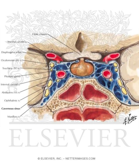 Cavernous Sinus and Its Cranial Nerves