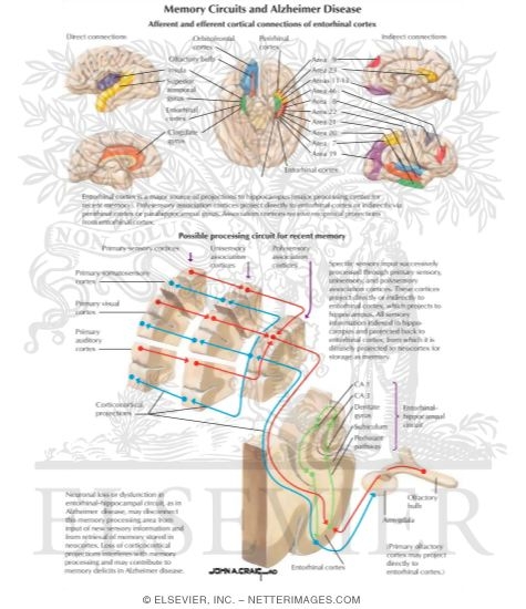 Watermarked preview of labeled image: Memory Circuits and Alzheimer Disease