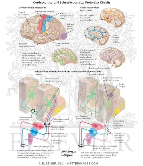 Watermarked preview of labeled image: Corticocortical and Subcorticocortical Projection Circuits