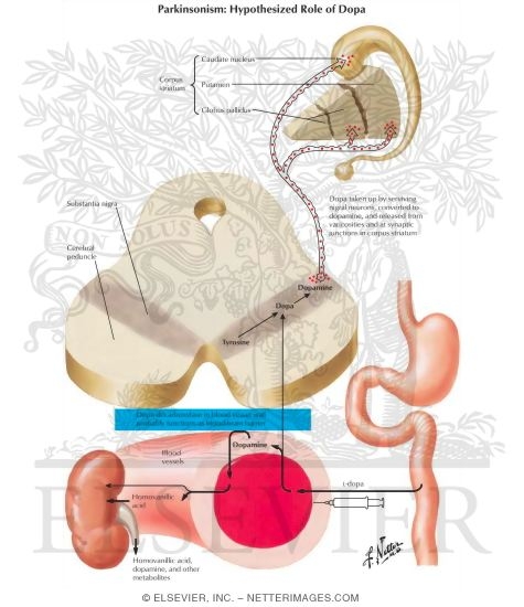 Hypothesized Role of Dopa in Parkinson's Disease