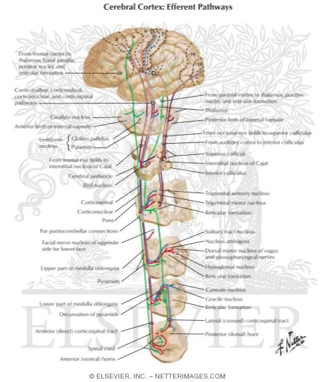 Watermarked preview of labeled image: Cerebral Cortex: Efferent Pathways