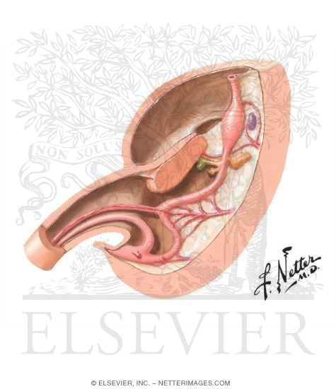 Foregut, Midgut, and Hindgut