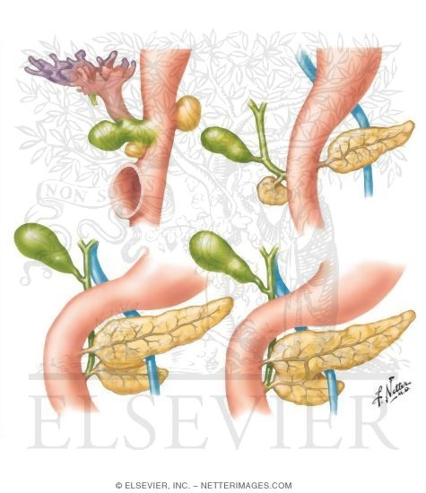 Abdominal Foregut Organ Development
