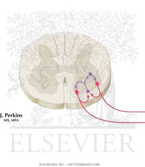 Watermarked preview of unlabeled image: Renshaw Cell Bias
