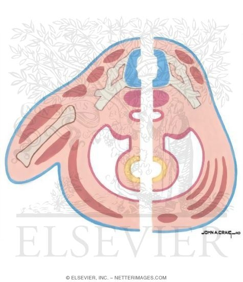 Watermarked preview of unlabeled image: Epimere, Hypomere, and Muscle Groups