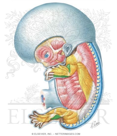 Watermarked preview of unlabeled image: Developing Skeletal Muscles