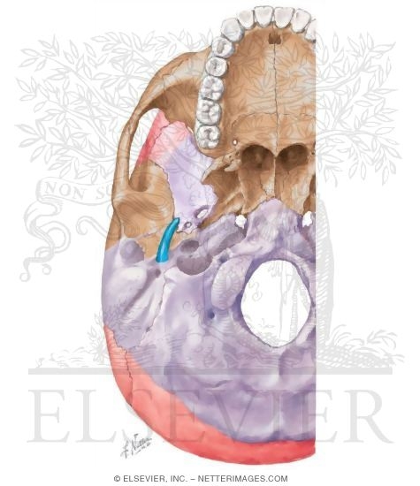 Watermarked preview of unlabeled image: Ossification of the Skull (Continued)