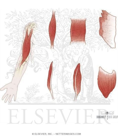 Muscular System: Skeletal Muscle Shapes