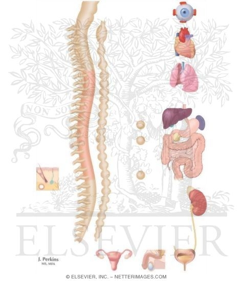 Nervous System: Effects of the Sympathetic Division of the ANS