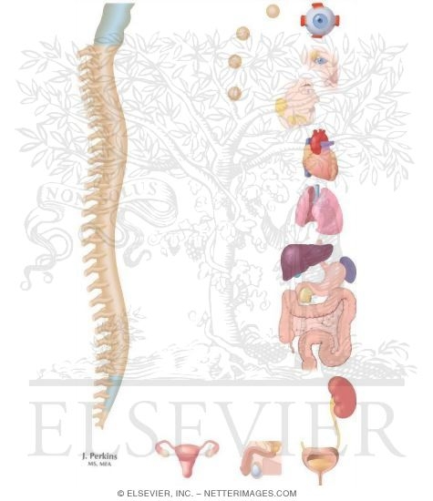 Watermarked preview of unlabeled image: Nervous System: Effects of the Parasympathetic Division of the ANS
