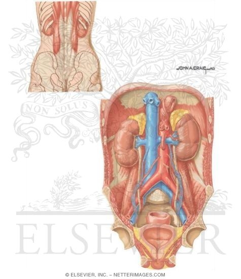 Urinary System: Organization