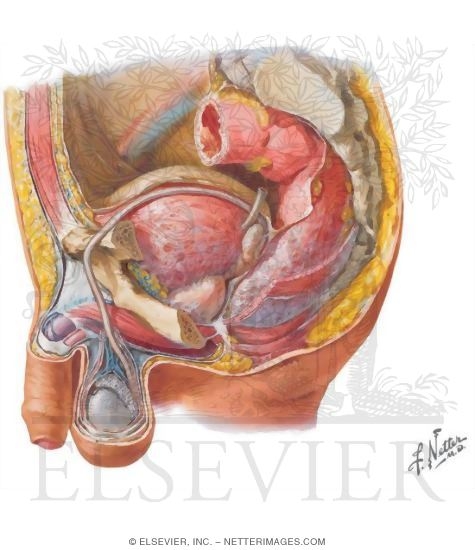 Reproductive System: Male Organs