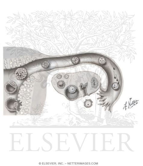 Embryology: Week 1, Fertilization and Implantation