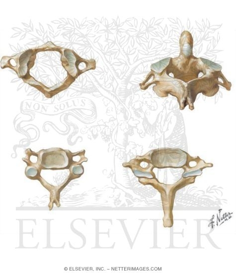 Regional Vertebrae: Cervical