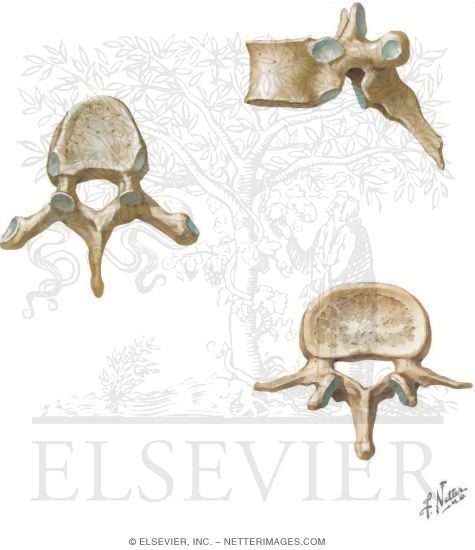 Watermarked preview of unlabeled image: Regional Vertebrae: Thoracic and Lumbar