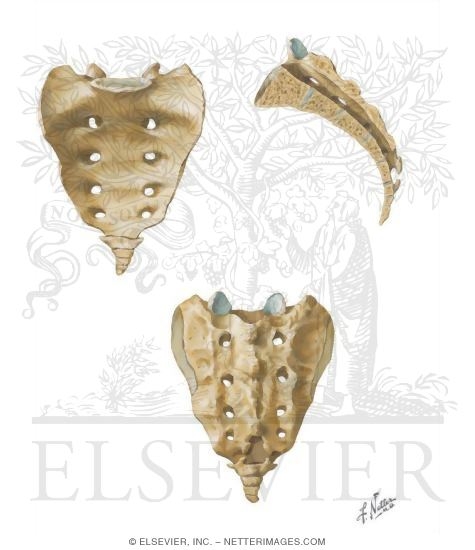 Watermarked preview of unlabeled image: Regional Vertebrae: Sacrum and Coccyx