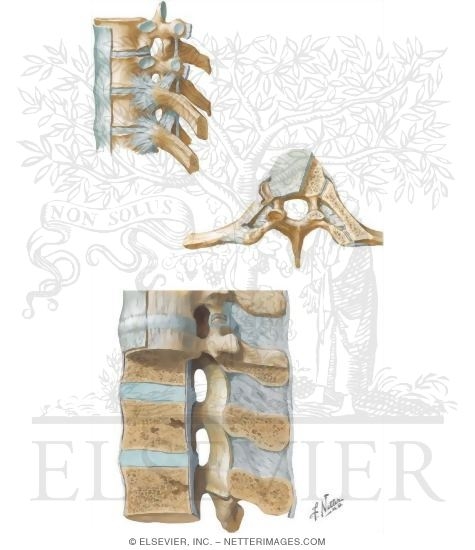 Joints and Ligaments of the Spine: Vertebral Arches and Bodies