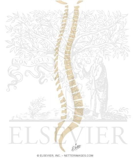 Watermarked preview of unlabeled image: Spinal Cord: Relationship of Nerves to the Spine