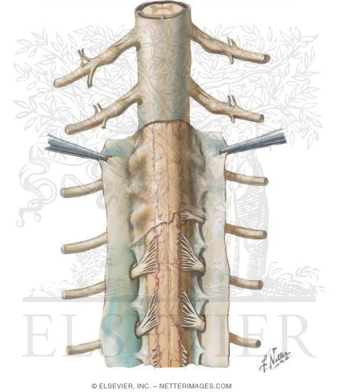 Watermarked preview of unlabeled image: Spinal Meninges