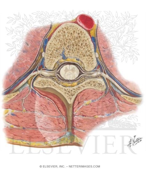 Spinal Meninges: Relationship to the Spinal Cord