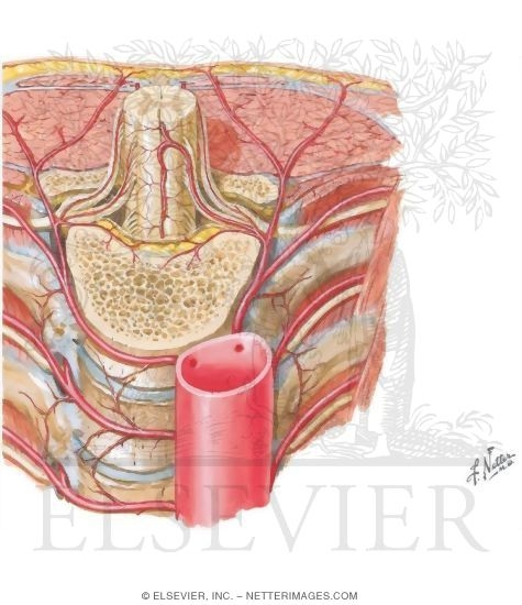 Blood Supply to the Spine and Cord: Arteries of the Spine