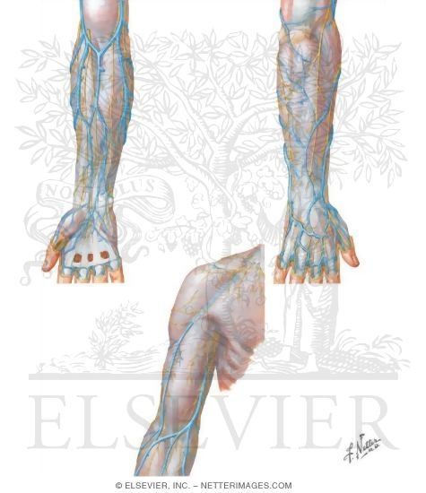 Surface Anatomy: Superficial Veins and Nerves